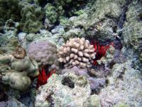 Terumbu Karang (Coral Reef)