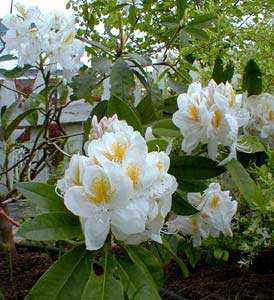 Bunga Rhododendron album