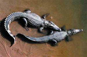 Buaya Siam (Crocodylus siamensis)