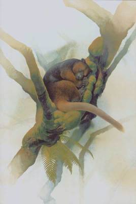 Kanguru Pohon Wondiwoi (Dendrolagus mayri)