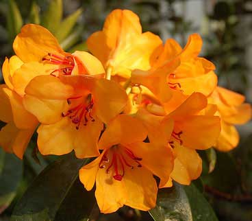Bunga Rhododendron javanicum