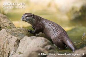 Aonyx cinerea atau Berang-berang cakar kecil (Asian Small-clawed 
Otter)