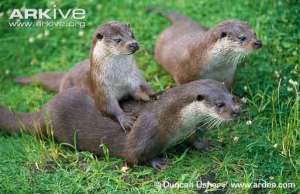 Lutra lutra atau berang-berang utara (Common Otter)