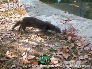 Lutra sumatrana atau Berang-berang hidung berbulu (Hairy-nosed 
Otter)