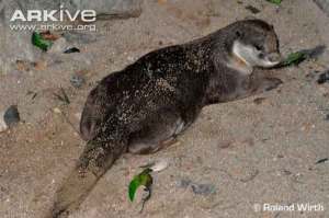 Lutrogale perspicillata atau Berang-berang bulu licin 
(Smooth-coated Otter)