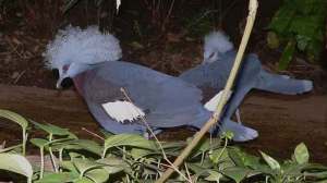 Burung Mabruk Selatan (Goura scheepmakeri)