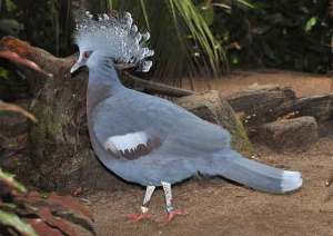 Burung Mabruk Victoria (Goura victoria)