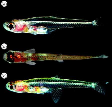 Ikan Paedocypris progenetica