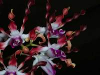 Anggrek Dendrobium lasianthera