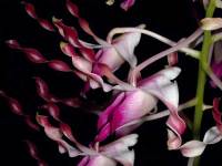 Anggrek Dendrobium lasianthera