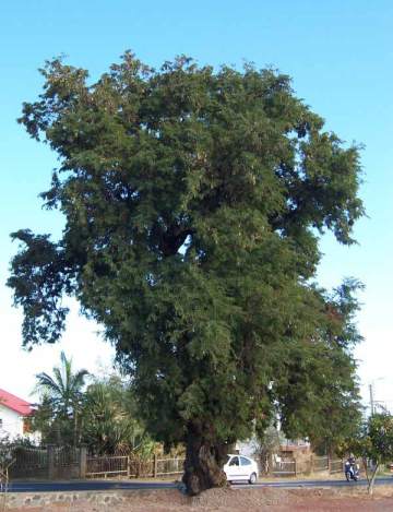 Pohon Asam Jawa