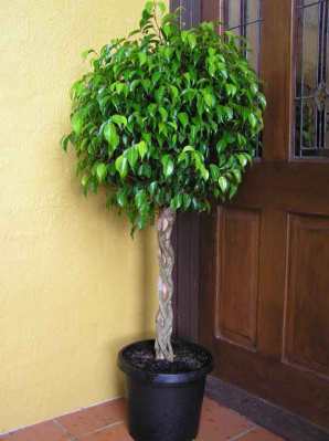 Beringin (Ficus benjamina)