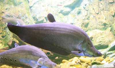 Ikan Belida atau Ikan Lopis