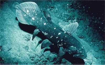 Ikan raja laut atau Latimeria