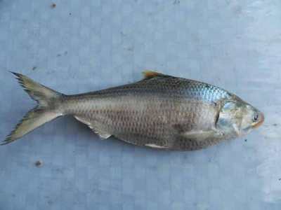 Tenualosa macrura (Ikan terubuk atau Longtail shad)