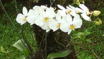 Mengenal Bunga Nasional Indonesia Alamendah S Blog