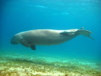 Duyung Dugong dugon Sang Mamalia Laut Alamendah s Blog