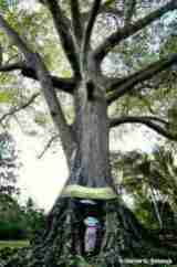 Pohon kepuh (Sterculia foetida)