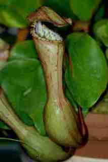 Nepenthes clipeata