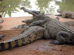 Buaya Siam (Crocodylus siamensis)