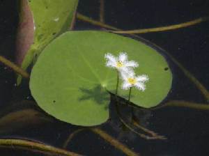 Bunga tetepok (Nymphoides indica)