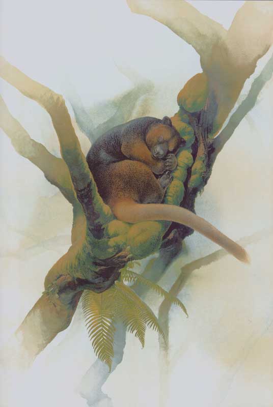  Kanguru  Pohon  Wondiwoi  atau Dendrolagus mayri Alamendah 