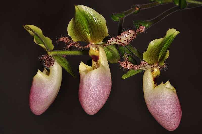 Anggrek Selop Paphiopedilum Glaucophyllum Endemik Semeru Alamendah S Blog