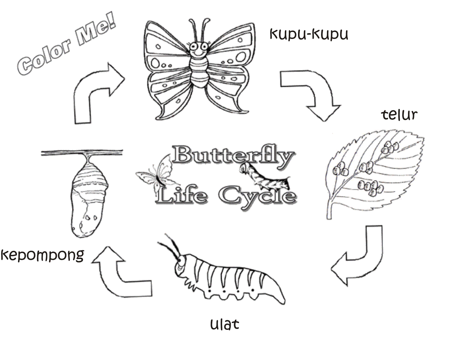 Цикл развития бабочки схема