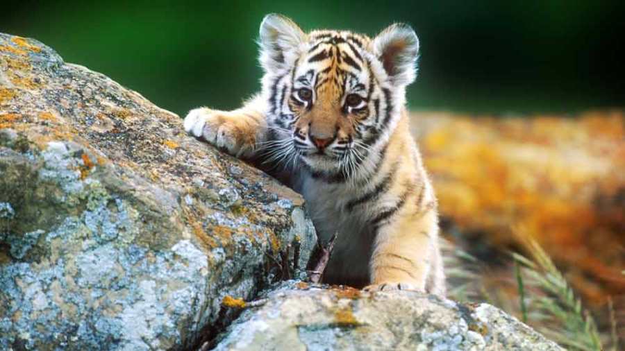 Anak harimau lucu di atas batu