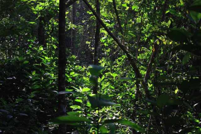 Gambar Hutan Hujan Tropis Indonesia