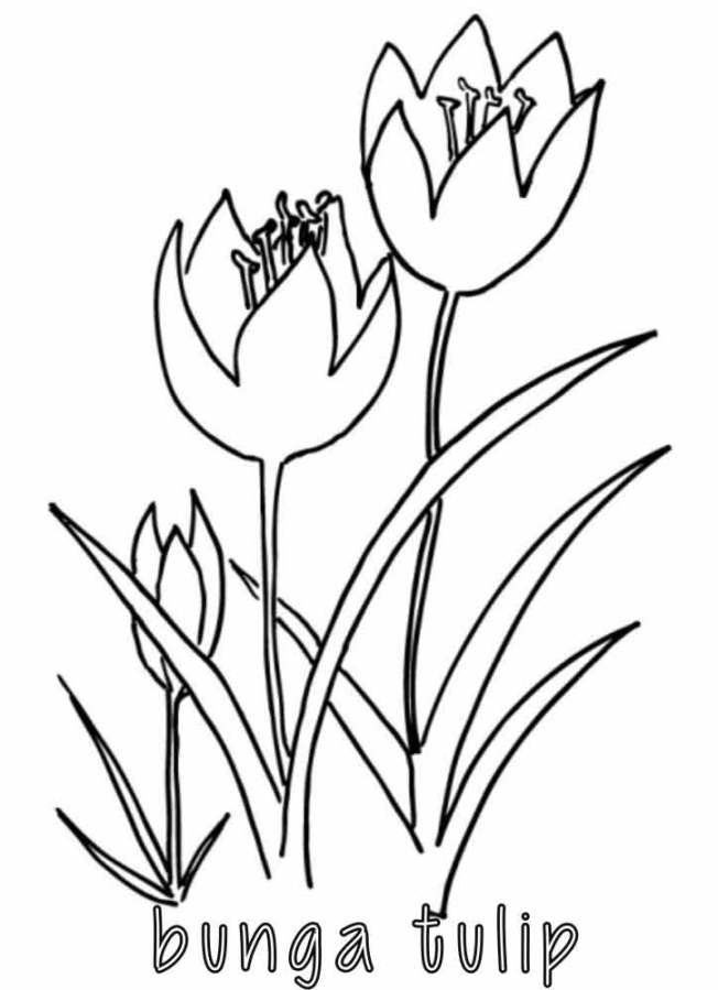  Mewarnai  Bunga  Tulip  Alamendah s Blog