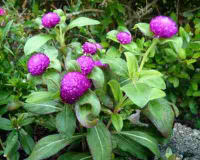 Bunga Kenop atau Adas-adas (Gomphrena globosa)