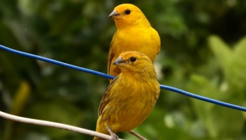 Download Suara Kicau Burung Kenari Serinus Canaria Alamendah Kumpulan Gambar