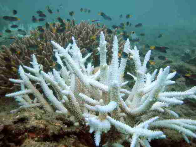Pemutihan Terumbu Karang (Coral Bleaching)