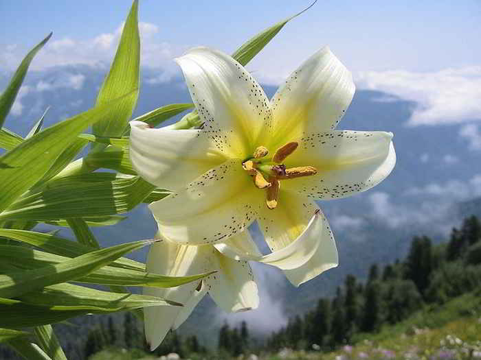 Kumpulan Gambar  Bunga  Bakung  Lily Terindah Alamendah s 