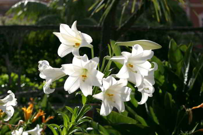 Kumpulan Gambar  Bunga Bakung Lily Terindah Alamendah s 