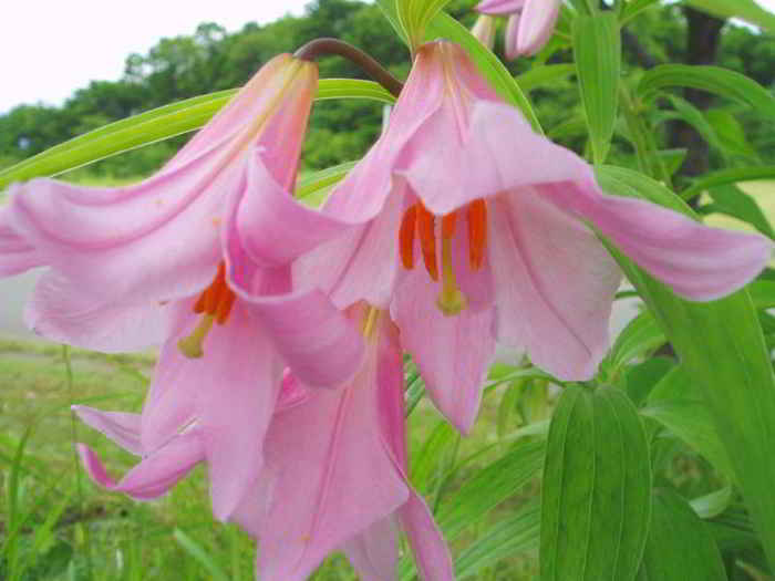 Kumpulan Gambar Bunga Bakung Lily Terindah Alamendah S Blog