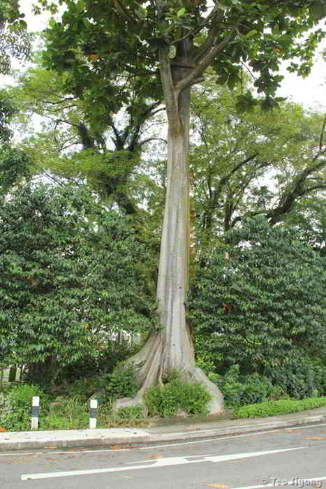 Benda (Artocarpus elasticus)