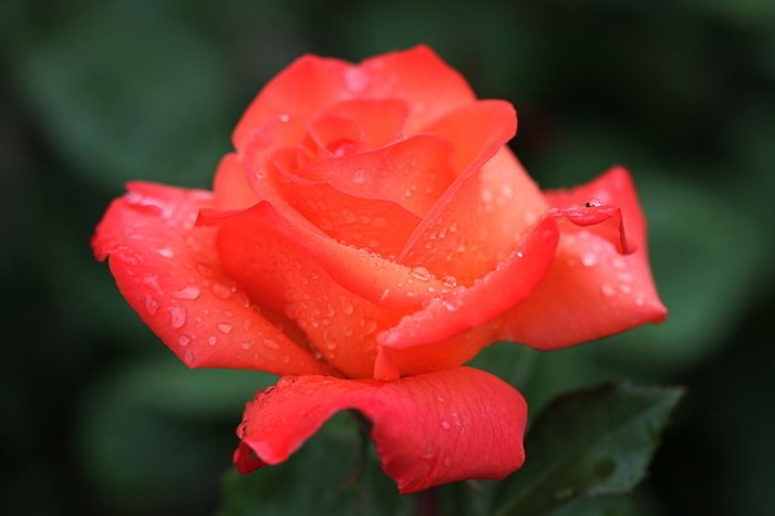 Kumpulan Gambar Bunga Mawar Cantik Alamendah S Blog