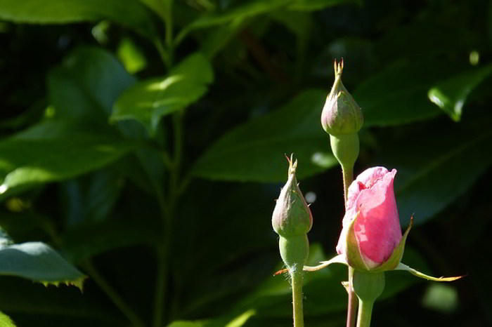 Kumpulan Gambar  Bunga  Mawar  Cantik  Alamendah s Blog