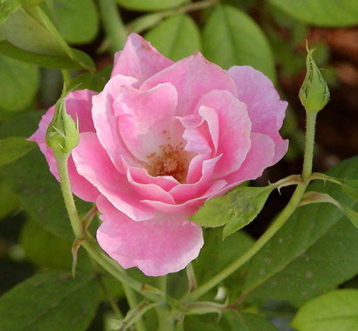 Kumpulan Gambar Bunga Mawar Cantik | Alamendah's Blog