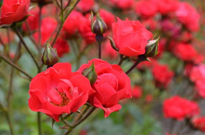 Kumpulan Gambar  Bunga  Mawar  Cantik Alamendah s Blog