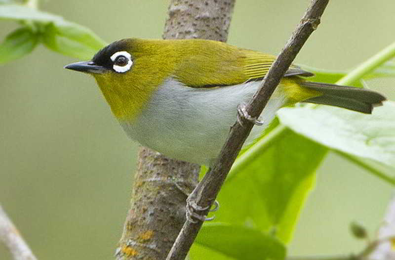 Jenis Burung Pleci Kacamata  di Indonesia Alamendah s Blog