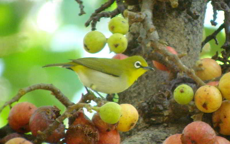  Jenis Burung Pleci Kacamata di Indonesia Alamendah s Blog