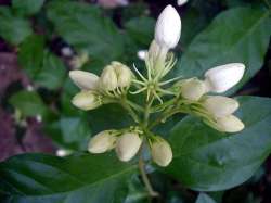 Melati Putih (Jasminum sambac)