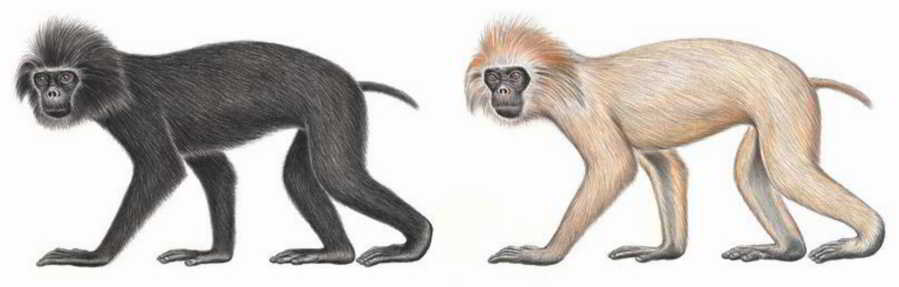 Monyet Ekor Babi (Simias concolor) Stephen D